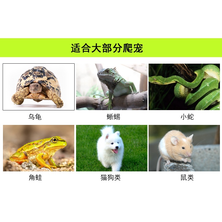 Đĩa đựng thức ăn cho rùa, bò sát , thú cưng, đĩa cho tép ăn - khay đựng thức ăn cho bò sát -shopleo - phụ kiện thủy sinh