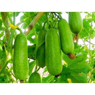 #Hạt_Giống_Bí_Đao_Chanh ( tặng kèm kích mầm )