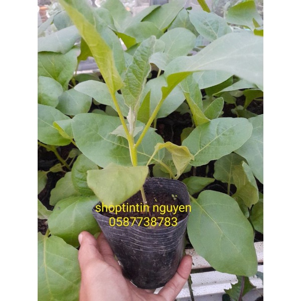 Cây giống cà tím ươm bầu, hình ảnh chụp thật tại vườn, giao hỏa tốc tp hcm