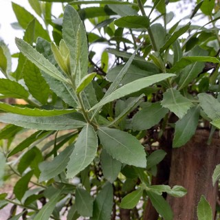 2Kg lá cây cúc tần (từ bi) tươi