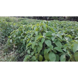 Chè Khổng Lồ Chăn Nuôi (15 Cây )