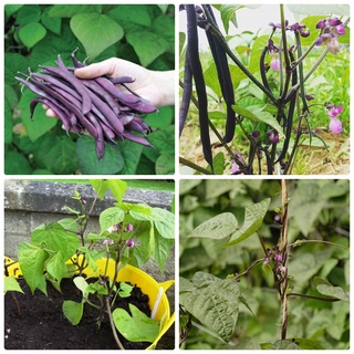 #Hạt_Giống_Đậu_Cove_Bụi_Xanh_Tím_Vàng