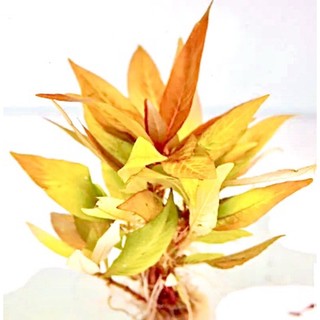 Hygrophila stricta var - cây đại liễu lùn - cây thuỷ sinh