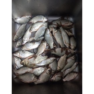 Mồi Ngũ Cốc Chép Diếc