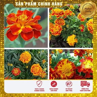 Hạt Giống Hoa Cúc Vạn Thọ Pháp (50 hạt)
