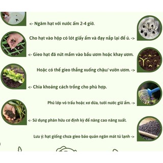 Hạt giống Rau diếp thơm (diếp tây, rau tiến vua,ngó xuân)