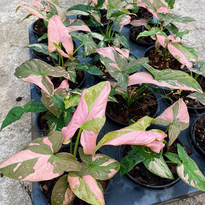 Cây Trầu Bà hồng xinh đẹp