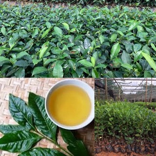 Cây chè xanh giống cây trà xanh cao 20 cm
