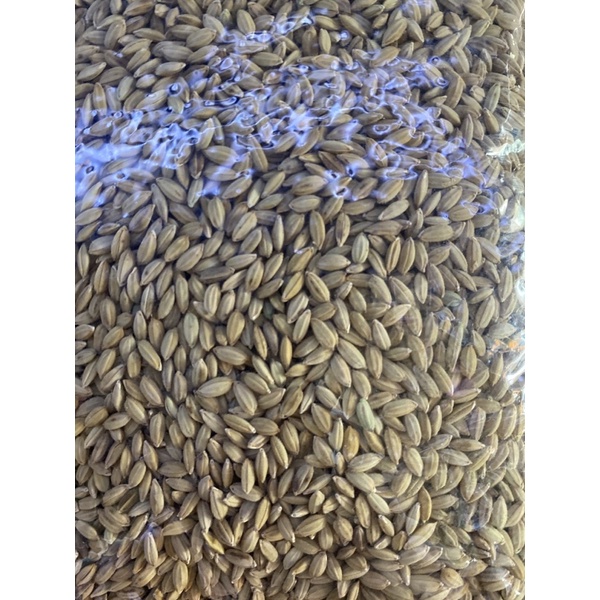 Lúa Tiêu Cho Chim - Gói 500g