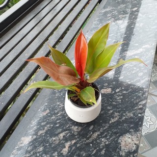 Cây Trầu Bà Đế Vương đỏ mini để bàn