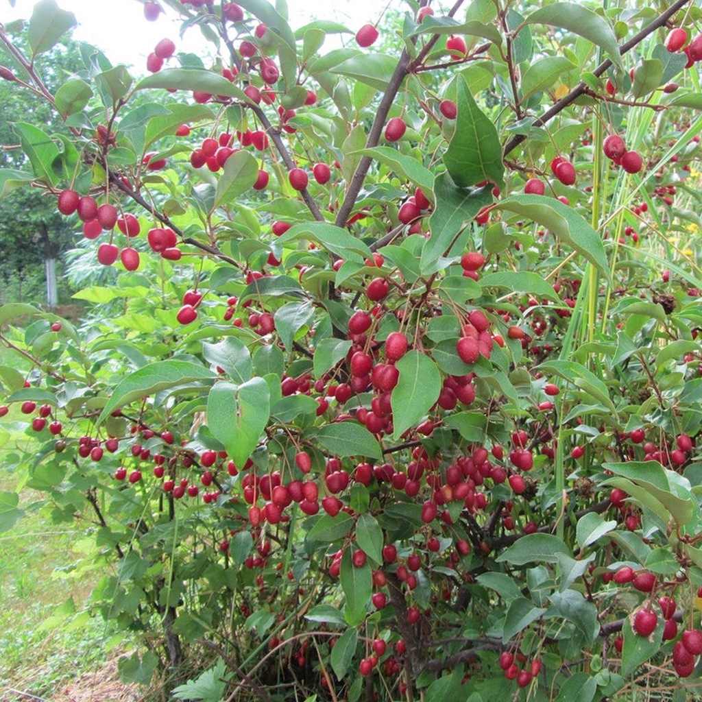 CÂY GIỐNG NHÓT TA.