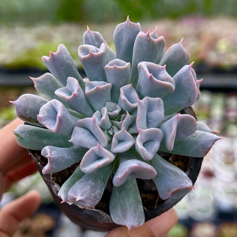 Cây sen đá Cúc Loa Kèn trắng THUANPHAT GARDEN size bầu 4-4,5cm, siêu xinh, lỗi 1 đổi 1