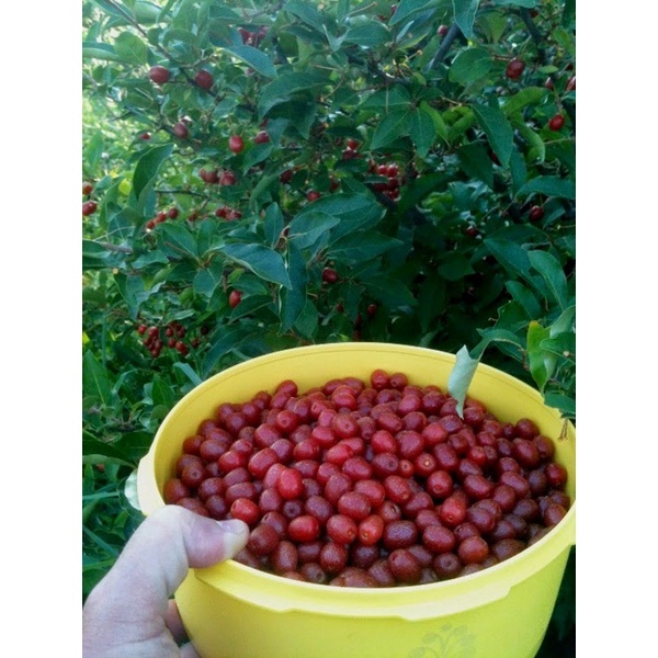 CÂY GIỐNG NHÓT TA.