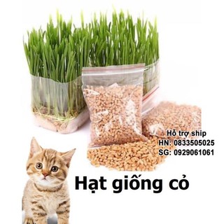 Hạt giống cỏ mèo cao cấp 100gr