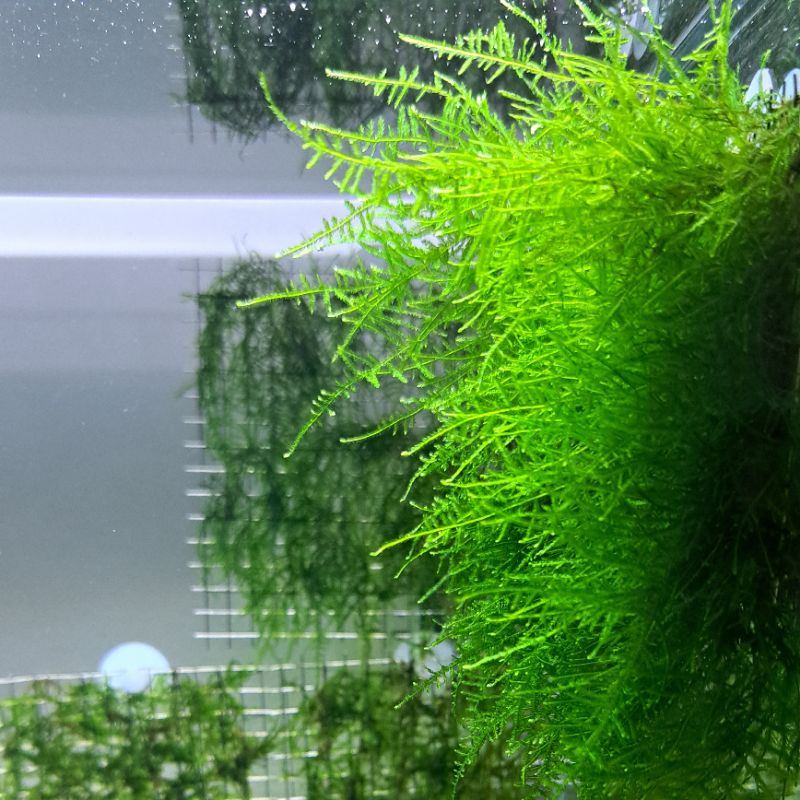 Rêu thủy sinh Mini Spiky - 1 hộp - TS Aquarium