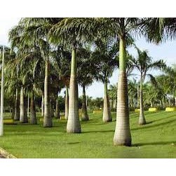 Cây giống Cau Vua coconut_toroto_dl