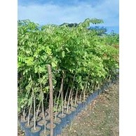 Cây giống Cẩm Lai đỏ ( sản phẩm có bảo hành)