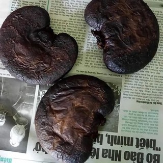Bao tử nhím