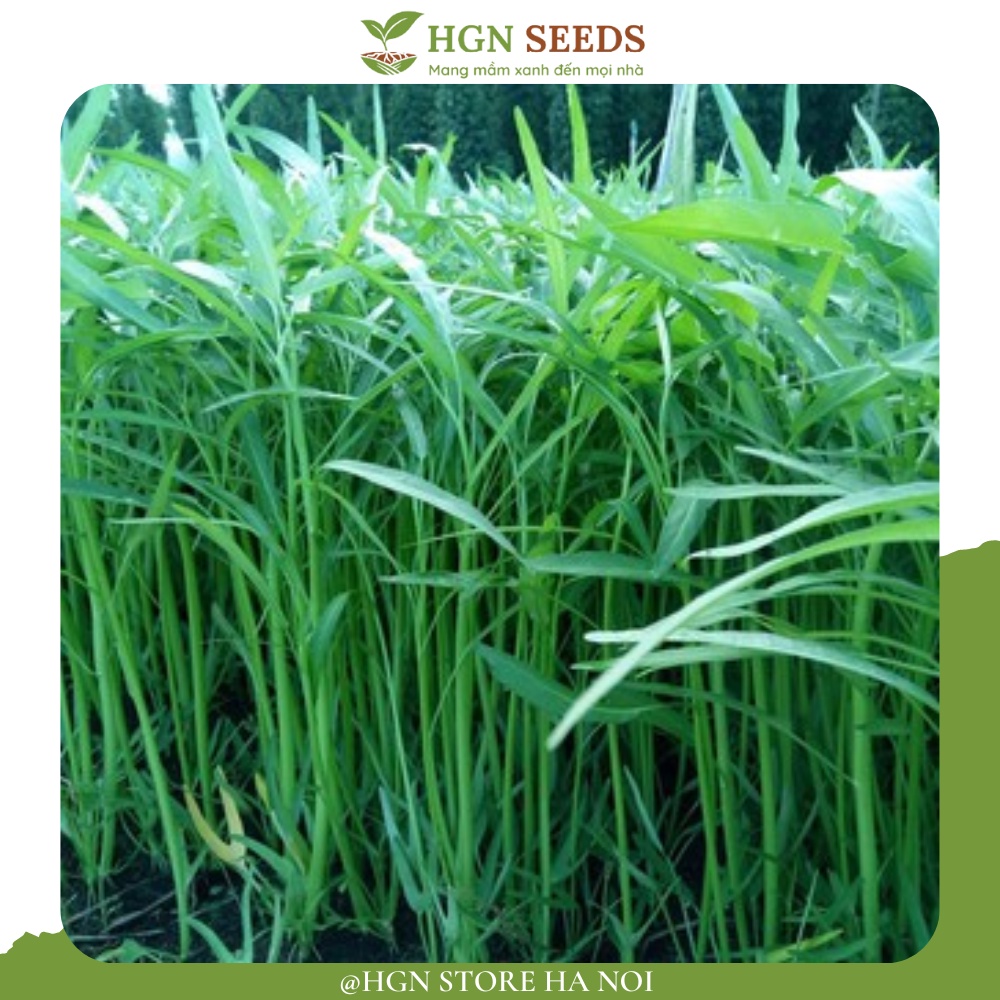 Rau Muống Lá Tre (Gói zin 10Gram)