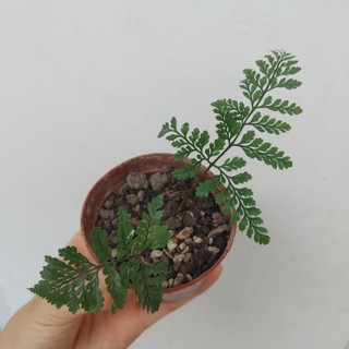Dương xỉ Pháp (Rabbit fern)