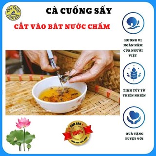 Đồ ăn vặt cà cuống đực nguyên bọng tinh dầu sấy, gia vị bánh cuốn tuyệt vời.