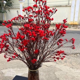 HOA THANH LIỄU (6-8 cành) |bó to đẹp