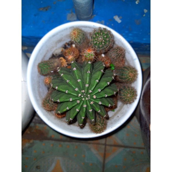 Cây giống xương rồng Echino/ Xương rồng bí xanh