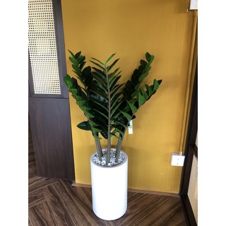 cây kim tiền giả 90cm