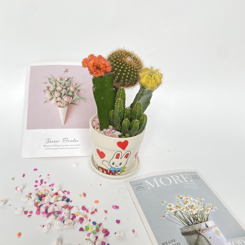 Cây xương rồng mix các loại  bắt mắt dễ dàng chăm sóc thích hợp trang trí cảnh quan bàn làm việc