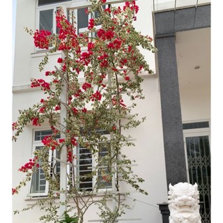 Giấy cảm thạch leo rũ...siêu hoa