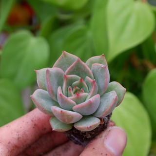 Sen đá đế vương hồng mini 3-4cm hư 1 đổi 1