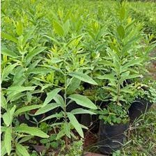 Cây giống đàn hương trắng Ấn Độ