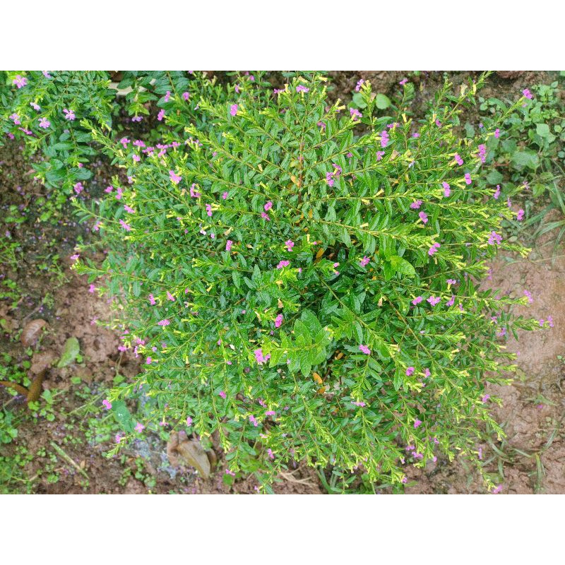 Hoa cẩm tú mai giỏ treo siêu đẹp