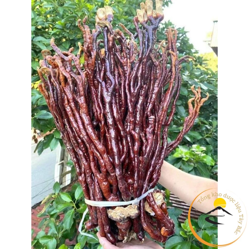 Nấm Linh chi Sừng Hươu thu hái rừng Tây Bắc, phơi khô tự nhiên. Thảo dược nấm linh chi sừng hươu, linh chi đỏ, lim xanh
