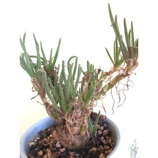 Cây thân thụ lá nhũ dáng bonsai