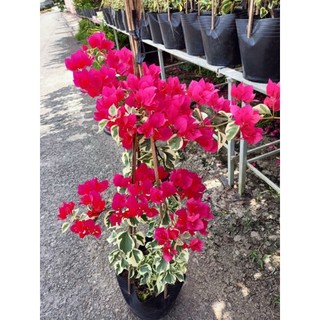 Cây 🌲 Giấy cảm thạch leo rũ...siêu hoa