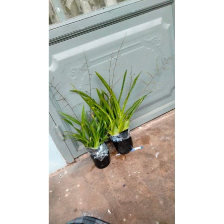 Vũ nữ ngọc nữ đang nụ chi chít như hình chuẩn hoa tết, hoa 1_2 tháng mới tàn