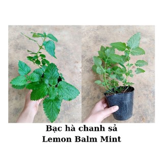 Cây bạc hà chanh sả chậu nhiều nhánh, chỉ giao từ HN trở vào nam