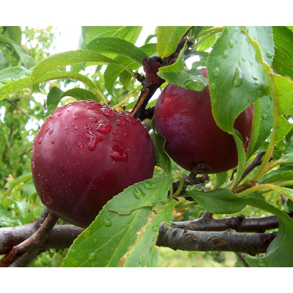 CÂY GIỐNG MẬN HẬU (GHÉP, 18 THÁNG CHO TRÁI)