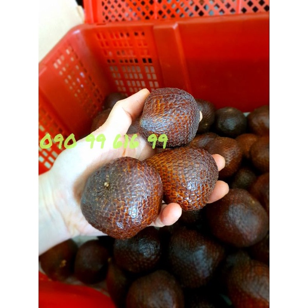 TRÁI MÂY INDO SALAK GIÒN NGỌT ( 1KG ), KHÔNG QUA TRUNG GIAN, hàng về giao hết sỉ trong ngày