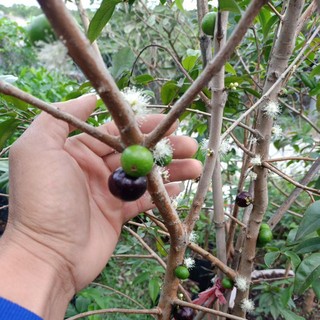 Nho thân gỗ tứ quý cây lớn đang có hoa và trái