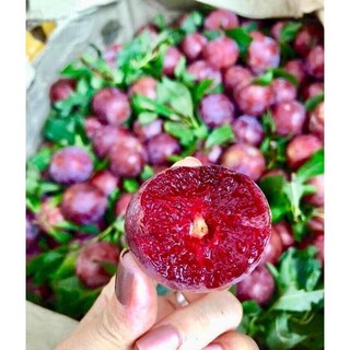 CÂY GIỐNG MẬN HẬU (GHÉP, 18 THÁNG CHO TRÁI)