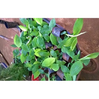 Cây giống chuối hột cấy mô siêu sớm
