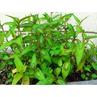 #Hạt_Giống_Rau_Răm_Chuẩn_F1.