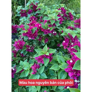 Phôi hoa giấy mỹ (phôi đẹp)