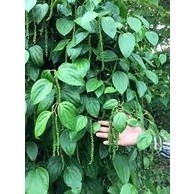 Tiêu giống ăn hạt ( chuẩn tiêu ác vĩnh linh) (giống cây siêu tốt chuẩn f1)