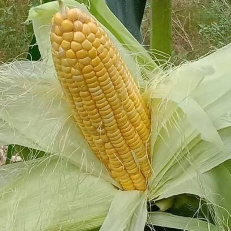 Hạt giống ngô ngọt  gói 30 hạt