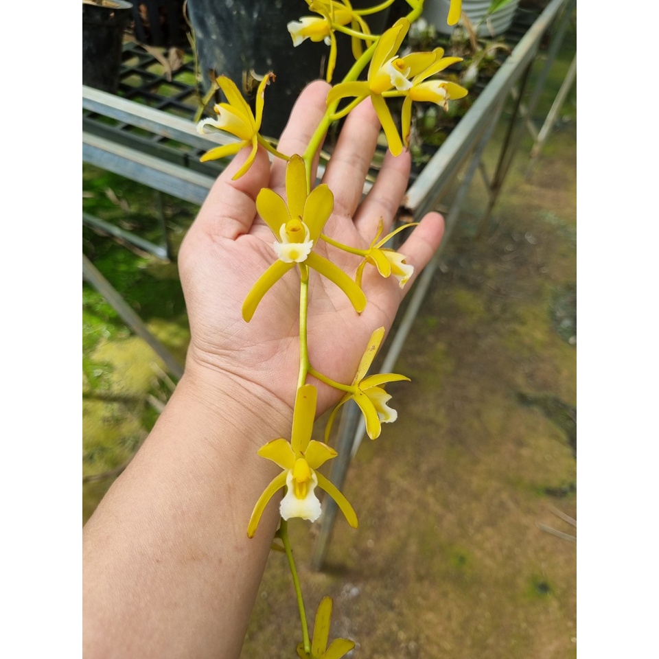 KIẾM VÀNG THÁI, KIẾM XANH THÁI CHẬU TRƯỞNG THÀNH 1 MẸ 2 CON