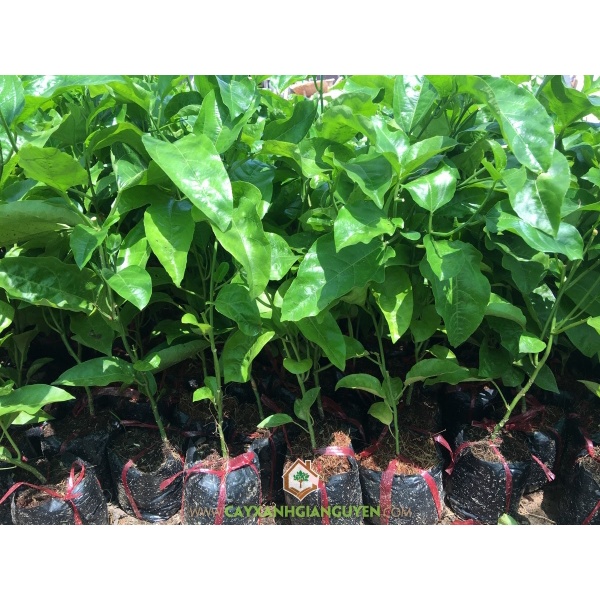Cây Giống Chanh Dây Thái Lan