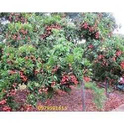 CÂY GIỐNG VẢI KHÔNG HẠT (Giống Cây Siêu Tốt Chuẩn F1)